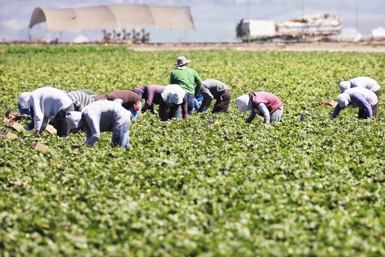 Legal Rights Of Farmworkers in California